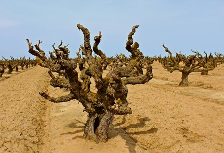 Gnarled, twisted grapevines in a Lodi vineyard under a clear blue sky.