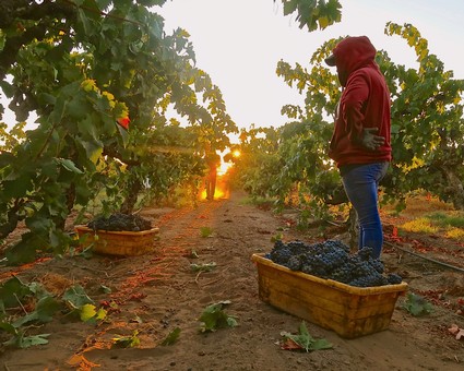 Person harvesting grapes in Lodi vineyard at sunset, showcasing grapevines and baskets of ripe grapes.