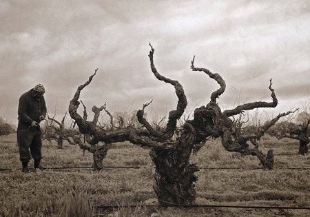 Farmer inspecting gnarled grapevines in a vineyard, emphasizing Lodi winegrape cultivation and viticulture.