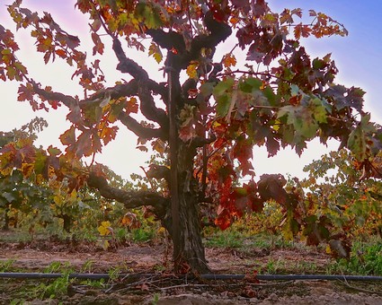 Lodi winegrape vineyard with colorful fall leaves and a gnarled vine trunk in California.
