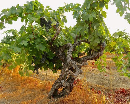 Grapevine with lush green leaves and dark grapes in a Lodi vineyard, showcasing healthy wine grape growth.