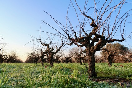 Gnarled, leafless winegrape vines in a Lodi vineyard during winter with clear blue sky.