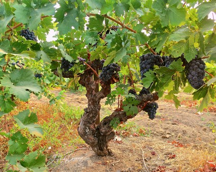 Grapevine with ripe black grapes in a Lodi vineyard for wine production.