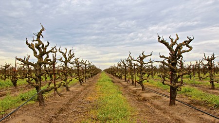 Vineyard with pruned grapevines in Lodi, California, under a cloudy sky.