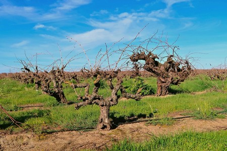 Vineyard with pruned grapevines in Lodi, California, under a clear blue sky.