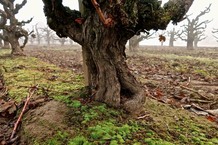 Close-up of a gnarled winegrape vineyard tree with moss and soil in Lodi, California.