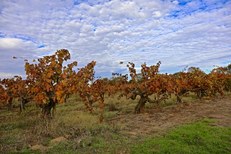 Vineyard with autumn-colored grapevines under a partly cloudy sky in Lodi, California.