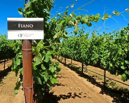 Vineyard row at Fiano in Lodi Winegrape Commission, California, with lush green grapevines and clear blue sky.