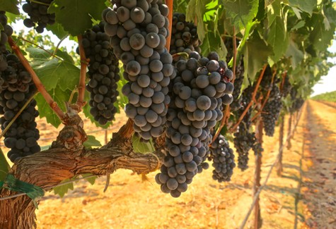 Close-up of ripe dark wine grapes hanging on vine in Lodi vineyard for wine production.