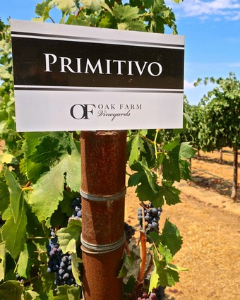 Primitivo grape variety sign at Oak Farm Vineyards in Lodi, California, showcasing premium wine grapes.