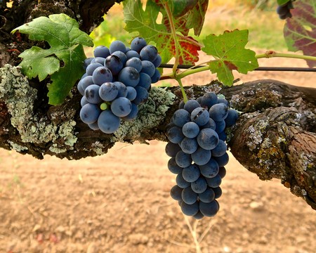 Close-up of ripe dark purple wine grapes hanging on a vine in Lodi, California.