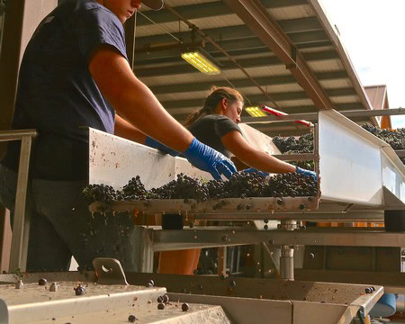 Workers sorting and processing winegrapes during harvest at Lodi Winegrape Commission.