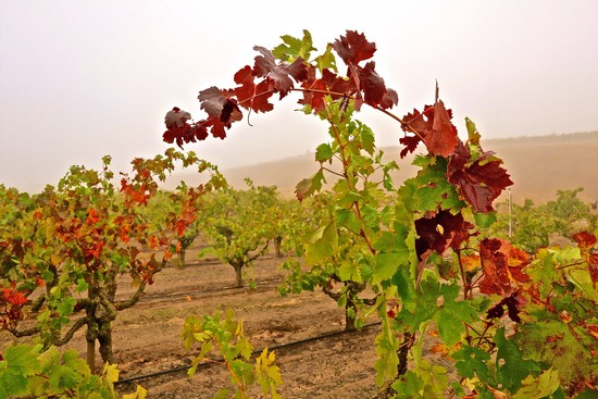Vineyard with red and green grapevines in Lodi, California during fall season.