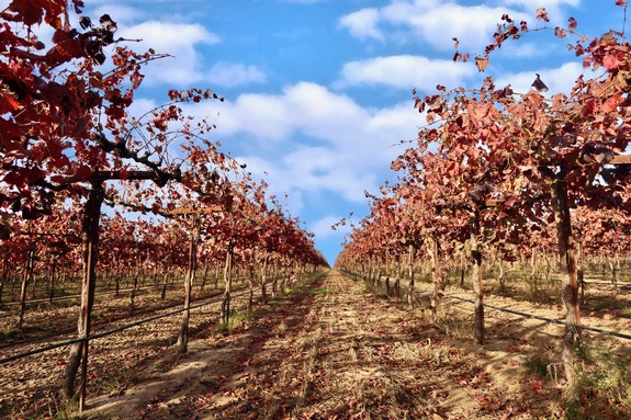 Vineyard rows in Lodi, California, with red and orange grape leaves during autumn under a blue sky.