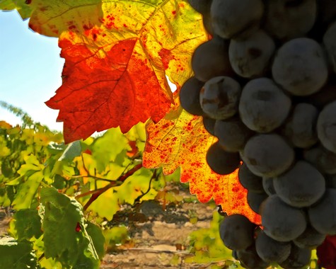 Close-up of ripe grapes and colorful autumn leaves in a Lodi vineyard.