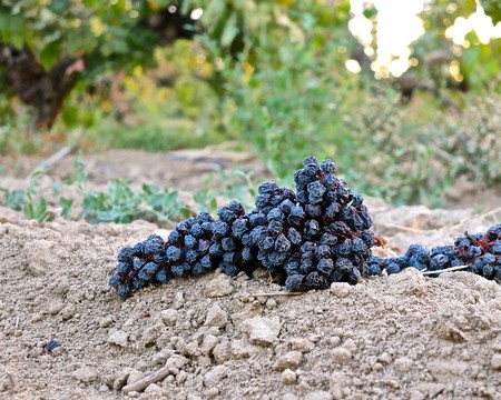 Close-up of ripe black winegrapes on the vine in Lodi, California, ready for harvest.