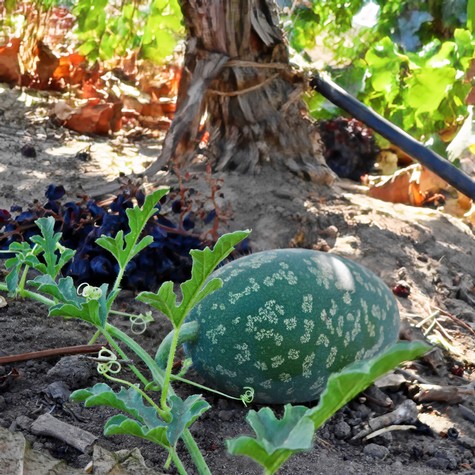 Close-up of a green grape growing near a large rock in a vineyard, with soil and grapevine leaves around.