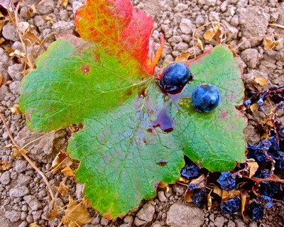 Close-up of a grapevine leaf with ripening black grapes in Lodi, California, showing vibrant colors and healthy foliage.