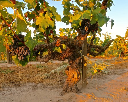 Grapevine with ripe grapes in a Lodi vineyard during sunset, showcasing healthy grape clusters and lush green leaves.