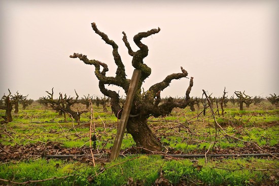 Gnarled grapevine in Lodi vineyard with pruned branches and trellis system.