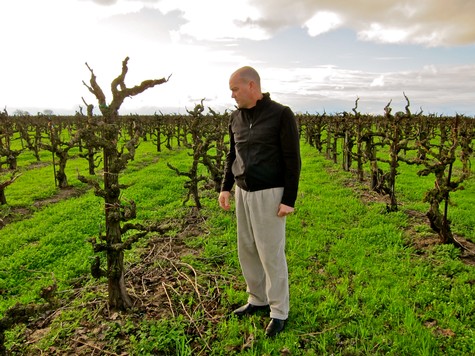 Man inspecting pruned grapevines in a Lodi vineyard under cloudy sky.