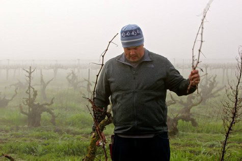 Farmer harvesting grapevines in a foggy vineyard in Lodi, California during the winegrape season.