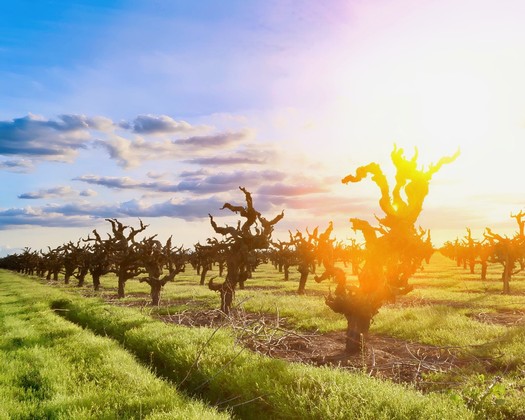 Vineyard with gnarled grapevines in Lodi, California, during sunset, showcasing prime wine grape growing conditions.