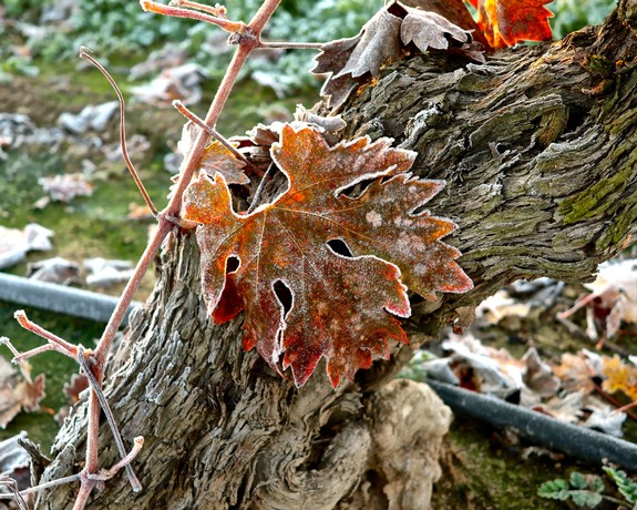 Close-up of a frost-covered grapevine leaf on a gnarled vine in autumn.