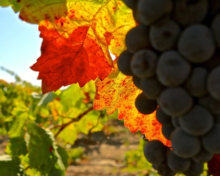Close-up of ripe grapes and colorful autumn leaves in a Lodi vineyard during harvest season.