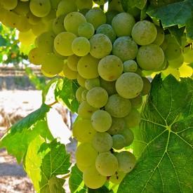 Close-up of a green winegrape cluster on the vine in Lodi, California, showcasing healthy grapes ready for harvest.