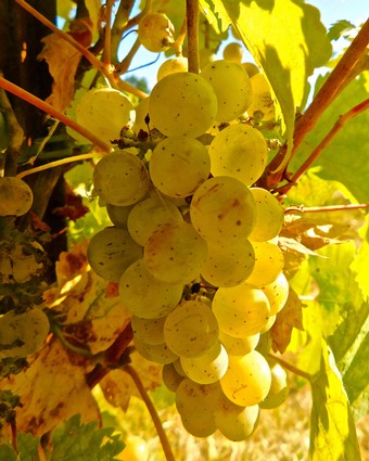 Close-up of a ripe green winegrape cluster on the vine in Lodi, California, during harvest season.