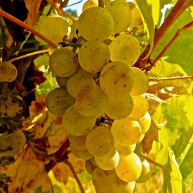 Close-up of a ripe green winegrape cluster on the vine in Lodi, California.