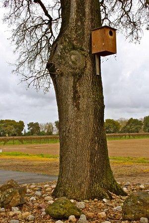 Wooden birdhouse attached to a large tree trunk in a vineyard landscape near Lodi, California.