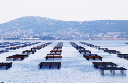 Vineyard floating platforms in Lodi, California, showcasing local wine grape cultivation and scenic landscape.