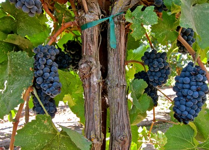 Close-up of ripe dark purple winegrapes hanging on a vine in Lodi, California.