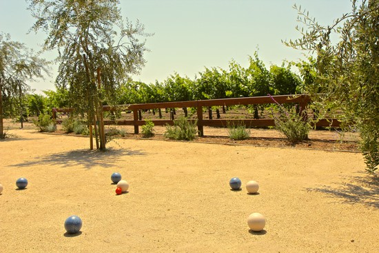 Vineyard with bocce balls on sandy ground, lush green grapevines, and trees in Lodi, California.