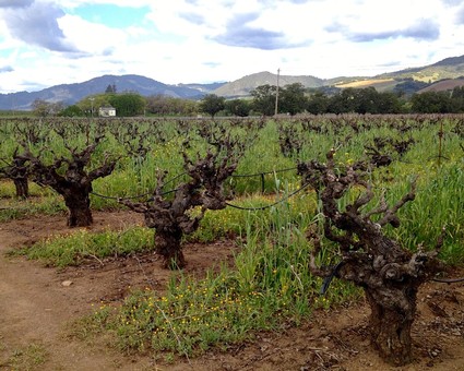 Vineyard with pruned grapevines in Lodi, California, with rolling hills in the background.