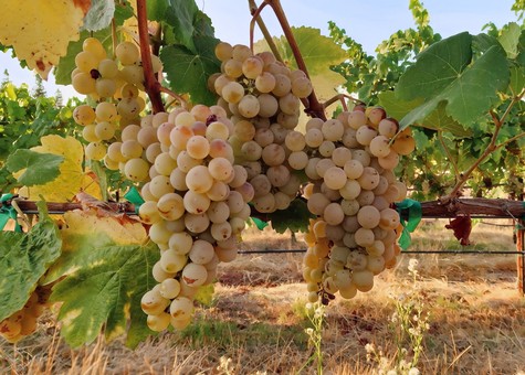 Close-up of ripe white wine grapes hanging on the vine in a Lodi vineyard.