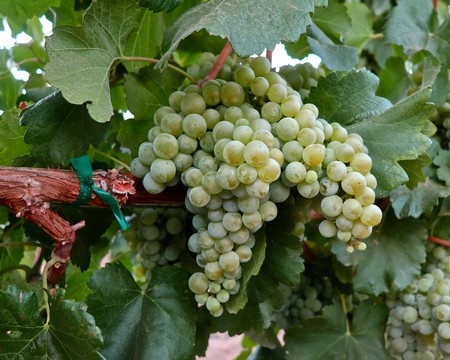 Close-up of green wine grapes growing on a vine in Lodi, California, ready for harvest.