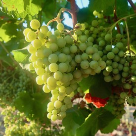 Close-up of a green winegrape cluster hanging on the vine in Lodi, California.