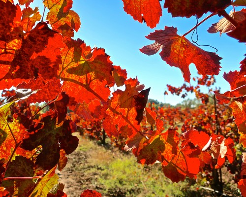 Vibrant red and orange grapevine leaves in a Lodi vineyard during fall with clear blue sky.
