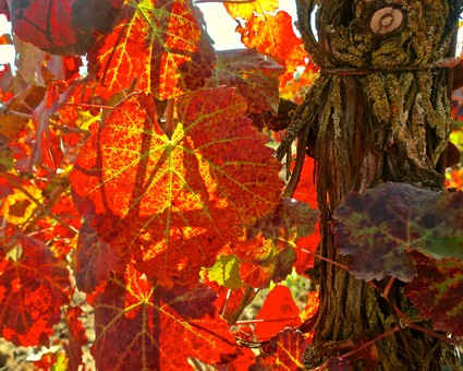 Close-up of vibrant red and orange grapevine leaves in a Lodi vineyard during fall.