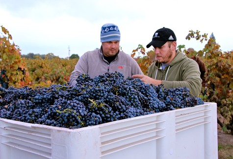 Two workers inspecting ripe grapes in a vineyard during harvest season in Lodi, California.