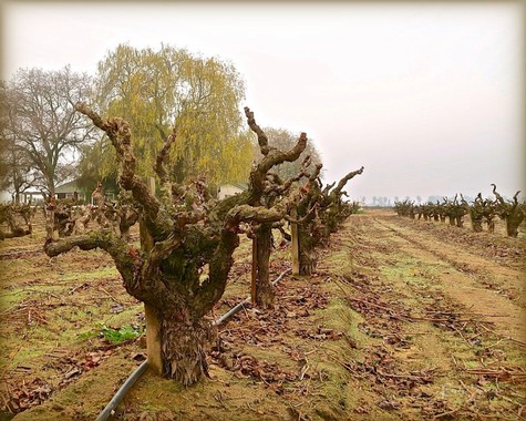 Gnarled wine grape vines in a Lodi vineyard during winter with overcast sky and leafless trees in background.