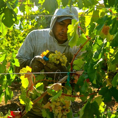 Vineyard worker harvesting ripe grapes in Lodi wine region, California, during daytime.