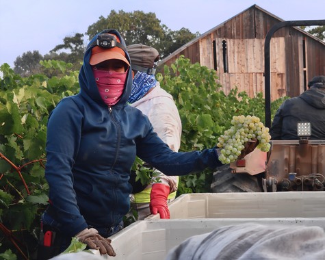 Worker harvesting ripe grapes in Lodi vineyards during the harvest season.