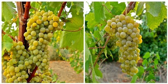 Close-up of ripening white winegrapes on the vine in Lodi wine region.