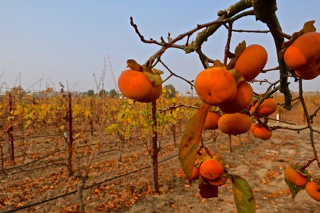 Close-up of ripe persimmons hanging on a branch in a vineyard during fall season.