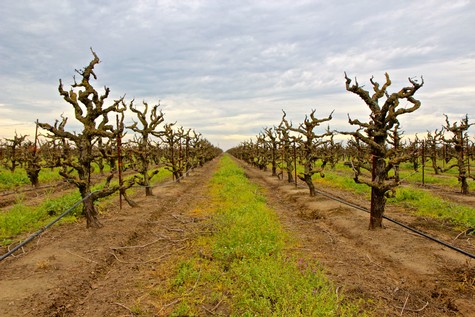 Vineyard rows with pruned grapevines in Lodi, California, under a cloudy sky.