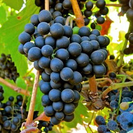 Close-up of ripe dark purple winegrapes on the vine in Lodi, California.